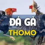 Trường gà Thomo Campuchia
